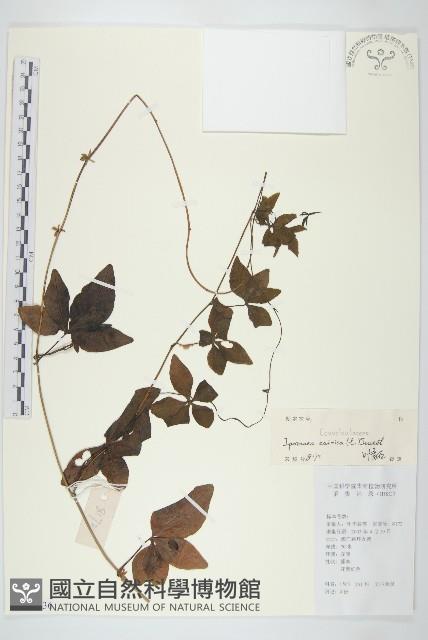 番仔藤藏品圖，第1張