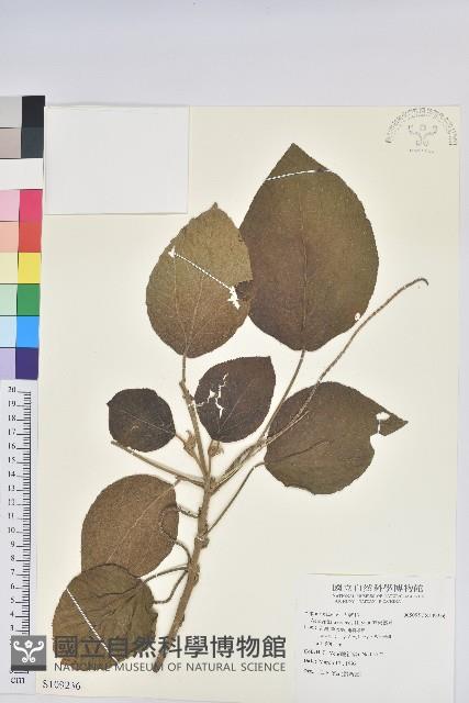 屏東鐵莧藏品圖，第1張