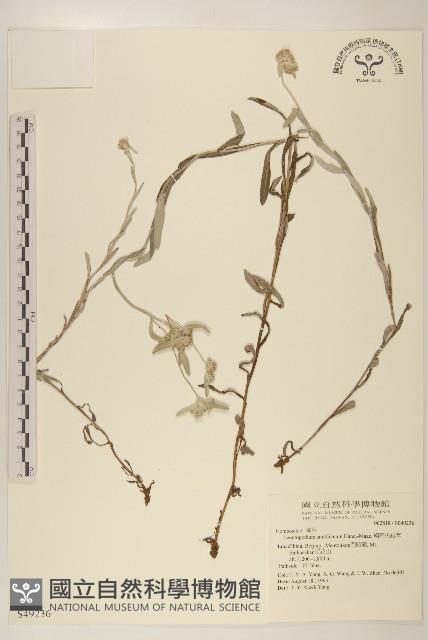 絹茸火絨草藏品圖，第1張