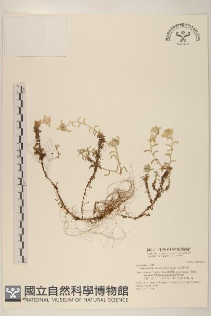 玉山薄雪草藏品圖，第1張