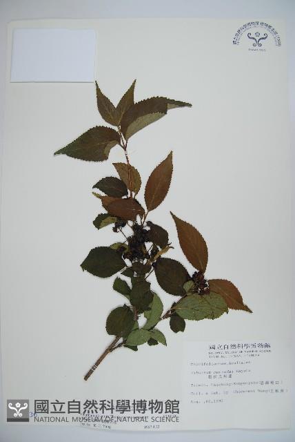 蝴蝶莢迷藏品圖，第1張