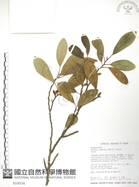 烏心石藏品圖，第1張