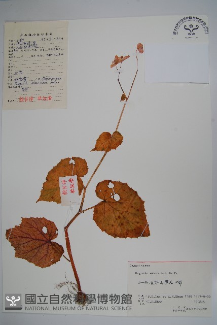 秋海棠藏品圖，第1張