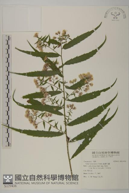 臺灣馬蘭藏品圖，第1張