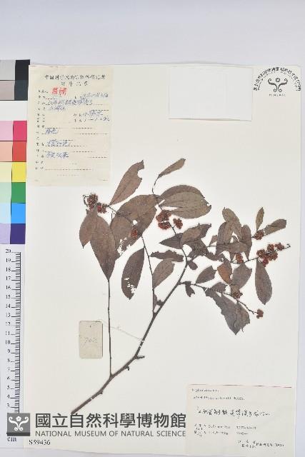 湖北算盤子藏品圖，第1張