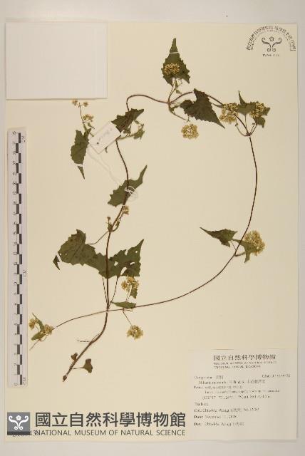 小花蔓澤蘭藏品圖，第1張