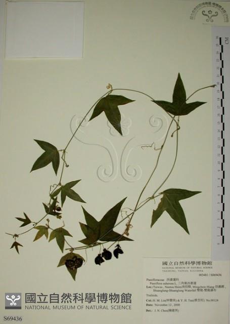 三角葉西番蓮藏品圖，第1張