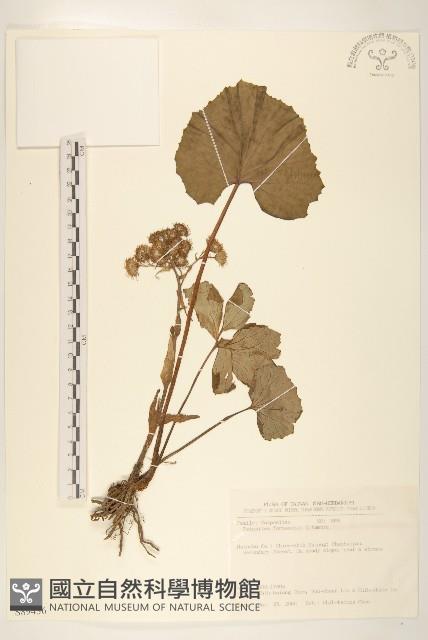 臺灣款冬藏品圖，第1張