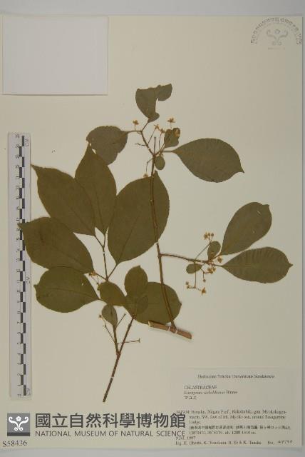 登錄號:S058436藏品圖，第1張