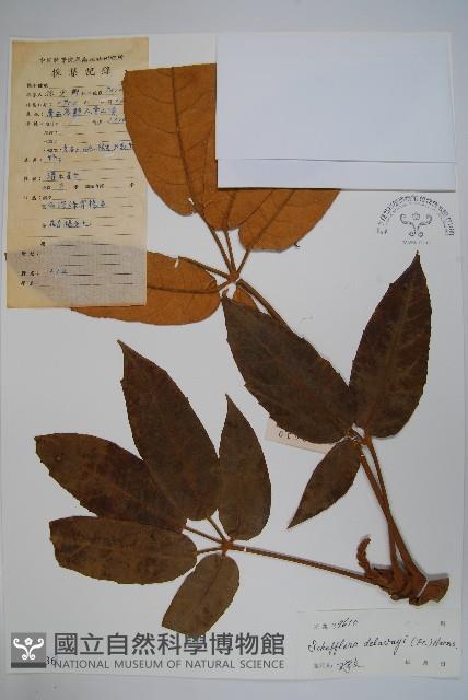 穗序鵝掌柴藏品圖，第1張