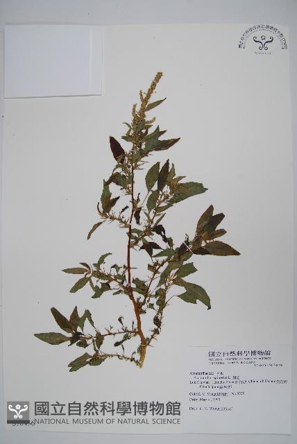 刺莧藏品圖，第1張