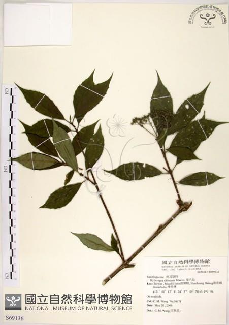 華八仙藏品圖，第1張