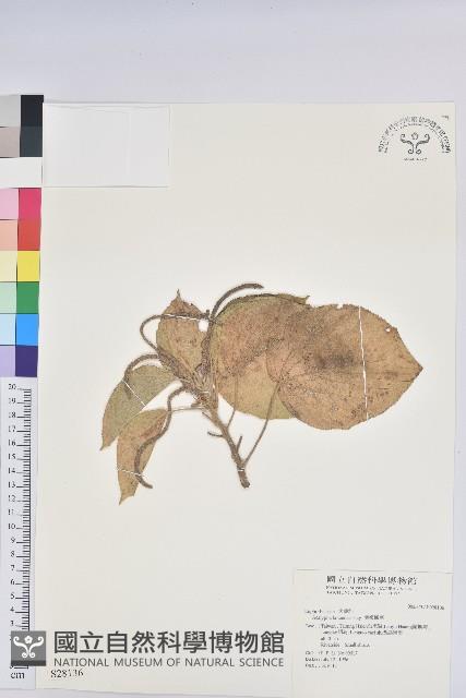 紅頭鐵莧、蘭嶼鐵莧藏品圖，第1張