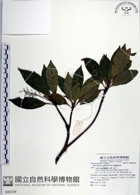 腺葉杜英藏品圖，第1張