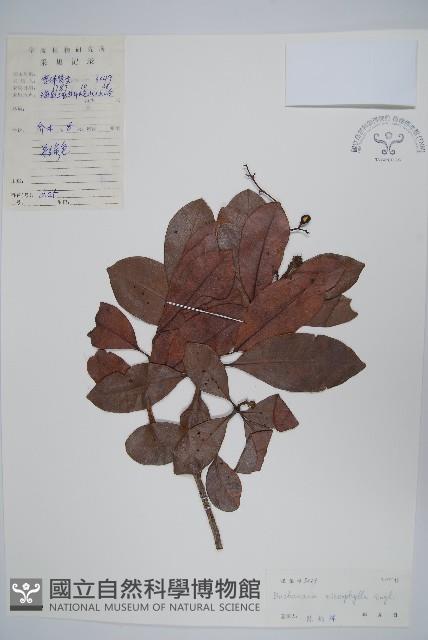 小菜山檨子藏品圖，第1張