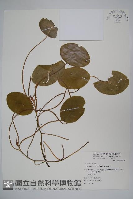 蓴、蓴菜藏品圖，第1張