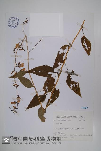 登錄號:S080836藏品圖，第1張