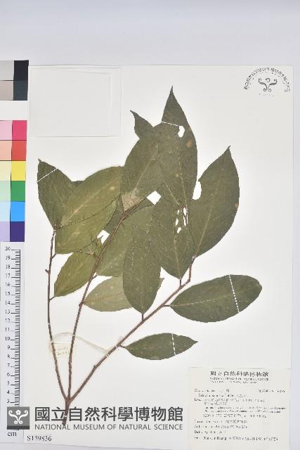 刺杜密藏品圖，第1張