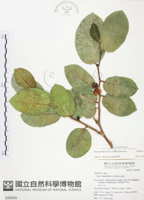 山豬枷藏品圖，第1張