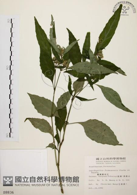 臺灣鱗球花藏品圖，第1張