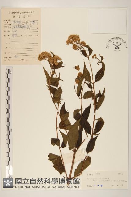 登錄號:S038836藏品圖，第1張