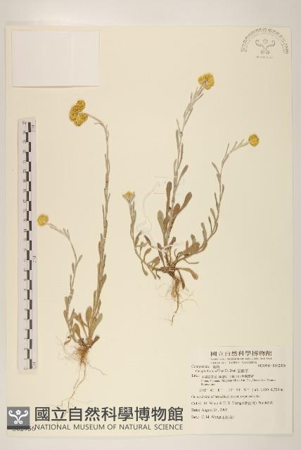 鼠麴草藏品圖，第1張