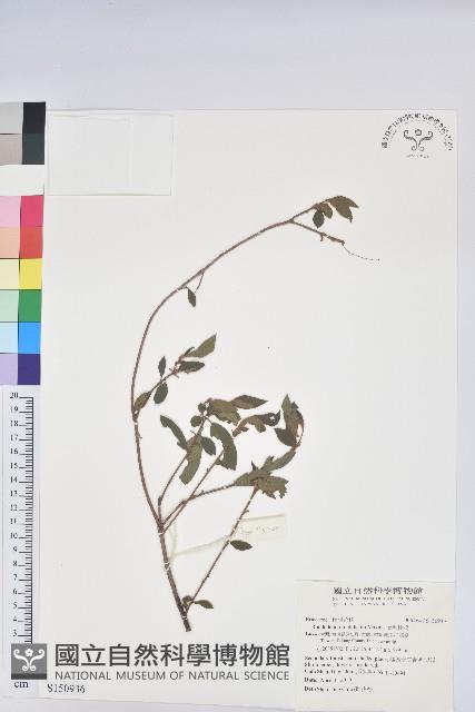 金毛杜鵑藏品圖，第1張