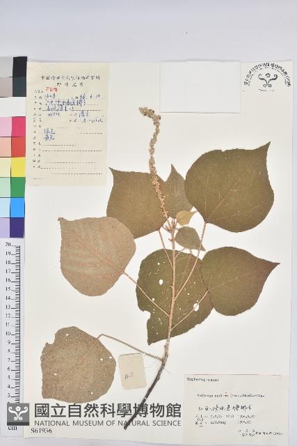 白背葉藏品圖，第1張