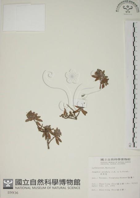 水芫花藏品圖，第1張