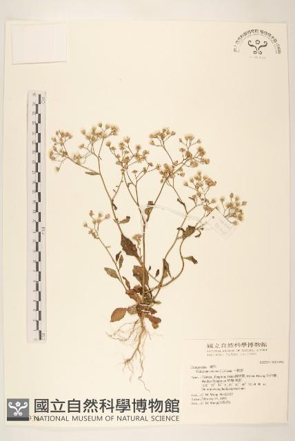 一枝香藏品圖，第1張