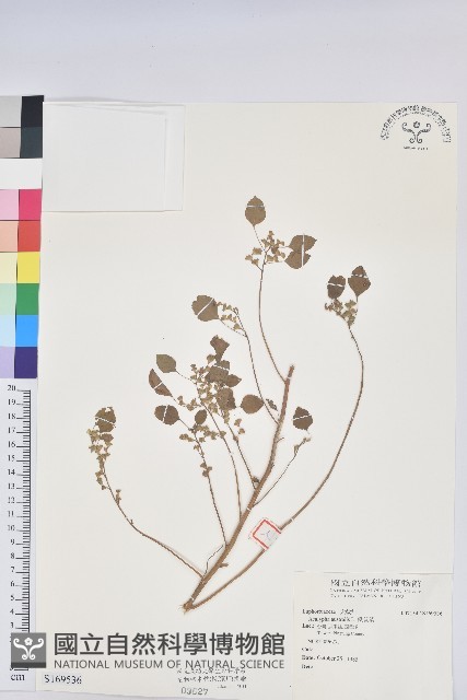 鐵莧菜藏品圖，第1張