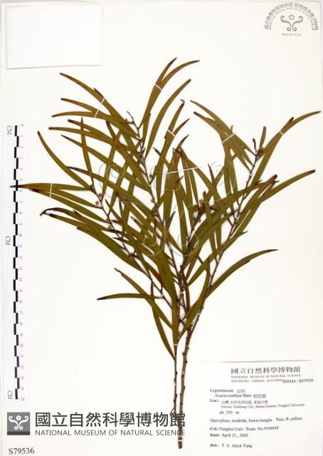 相思樹藏品圖，第1張