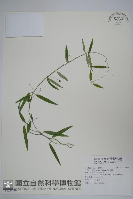 疏花鷗蔓藏品圖，第1張
