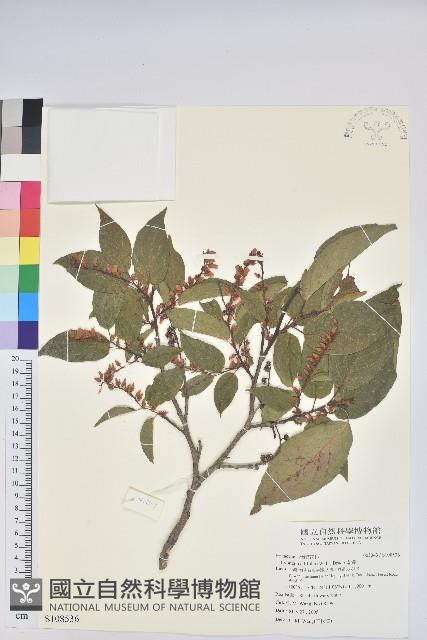 南燭藏品圖，第1張