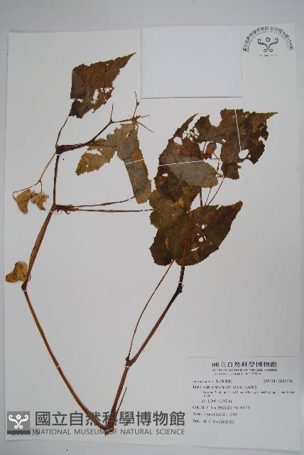 登錄號:S118536藏品圖，第1張