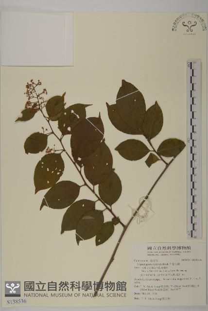 雷公藤藏品圖，第1張