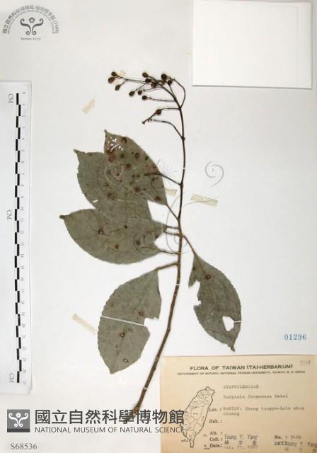 山香圓藏品圖，第1張