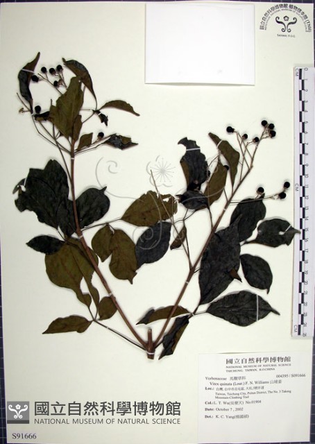 山埔姜藏品圖，第1張