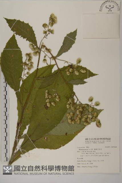 薄葉艾納香藏品圖，第1張