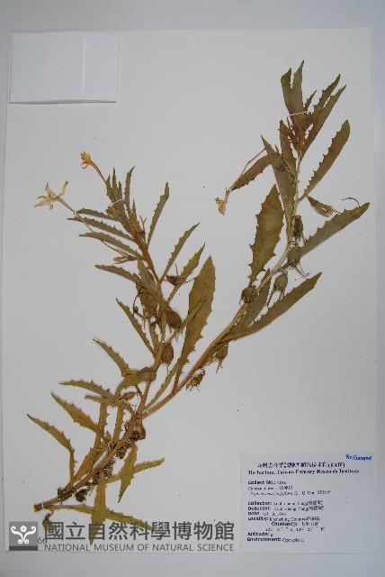 馬醉草、許氏草藏品圖，第1張