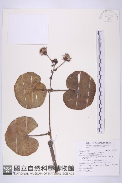 山菊藏品圖，第1張