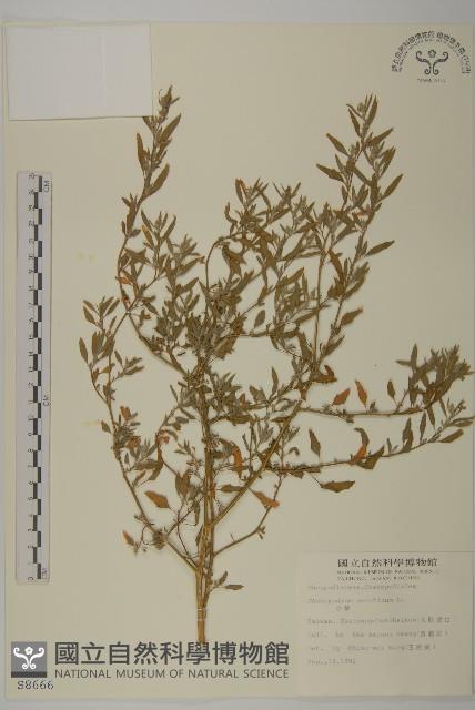 小葉藜藏品圖，第1張