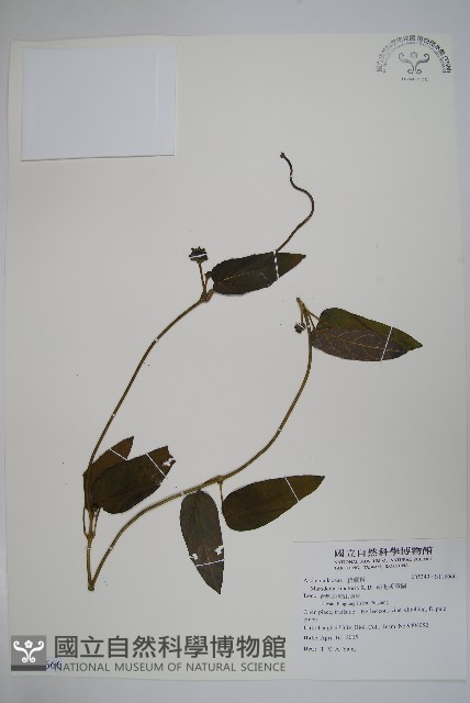 絨毛芙蓉蘭藏品圖，第1張