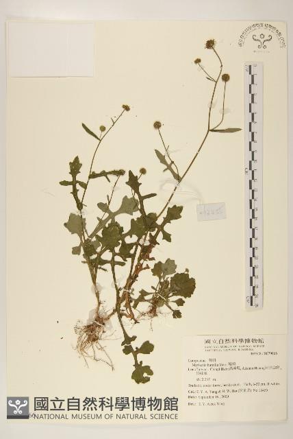 矮菊藏品圖，第1張