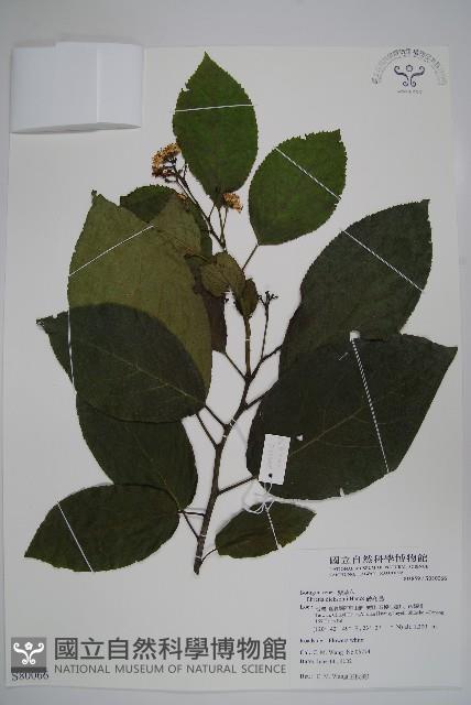 破布烏藏品圖，第1張