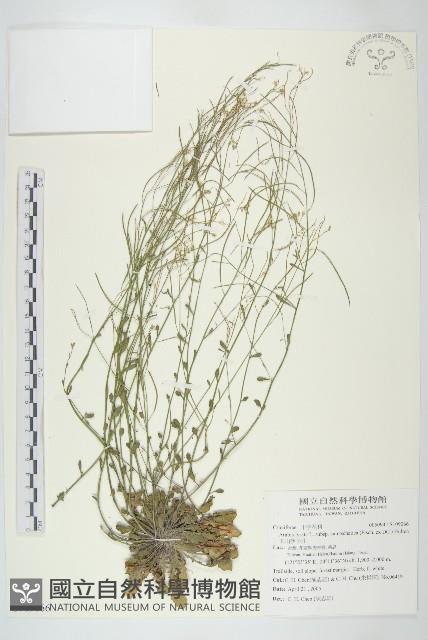 玉山筷子芥藏品圖，第1張