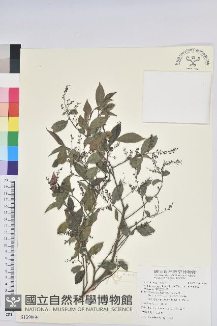 密花五月茶藏品圖，第1張