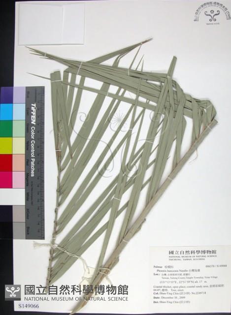 台灣海棗藏品圖，第1張