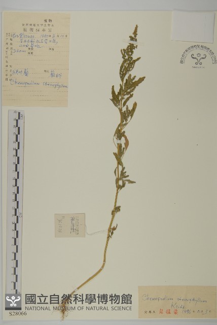 狹葉藜藏品圖，第1張