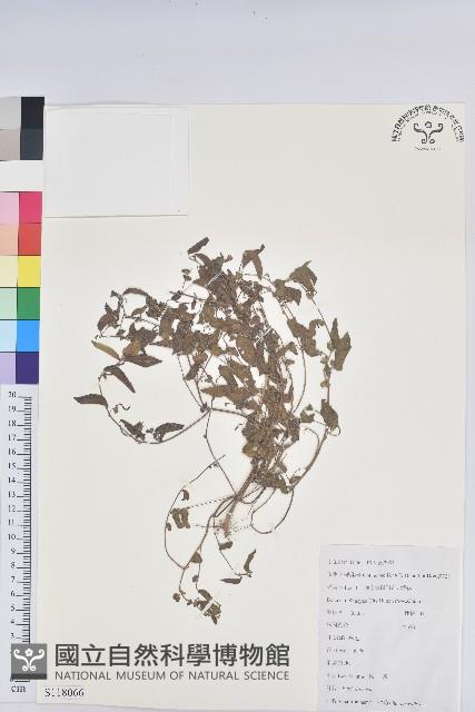 鐵莧菜藏品圖，第1張